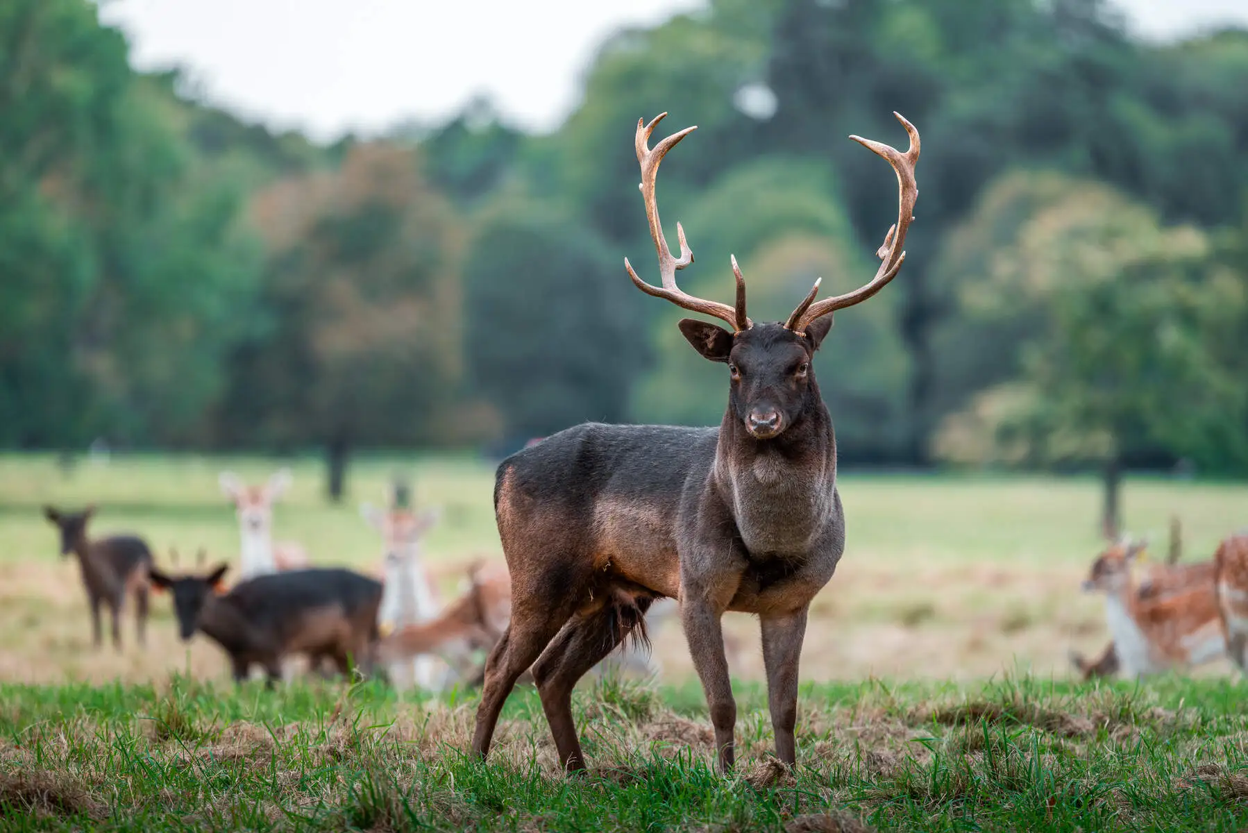 Deer grazing in Phoenix Park, one of the best free things to do in Dublin in July according to the Dawson Hostel